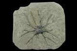 Crinoid (Abrotocrinus) Fossil - Crawfordsville, Indiana #136532-1
